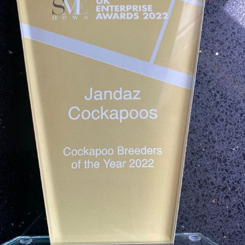 Cockapoo Breeders of the Year 2022