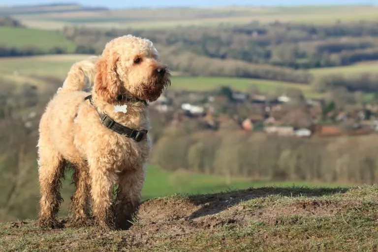 Top store cockapoo breeders